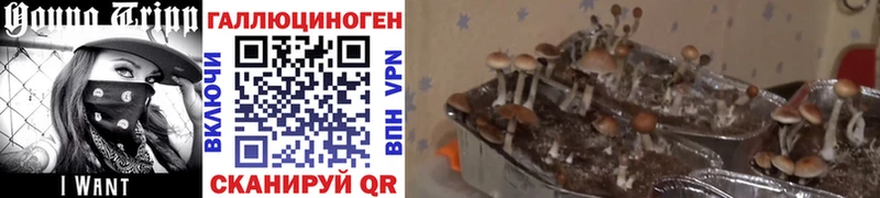 Псилоцибиновые грибы мухоморы  купить  сайты  Новодвинск 